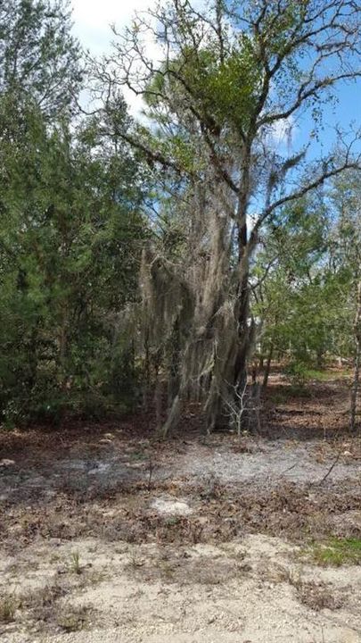 For Sale: $69,900 (0.22 acres)