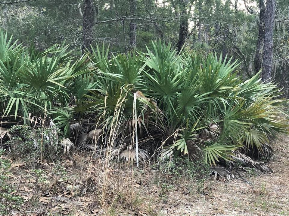 На продажу: $499,900 (20.43 acres)