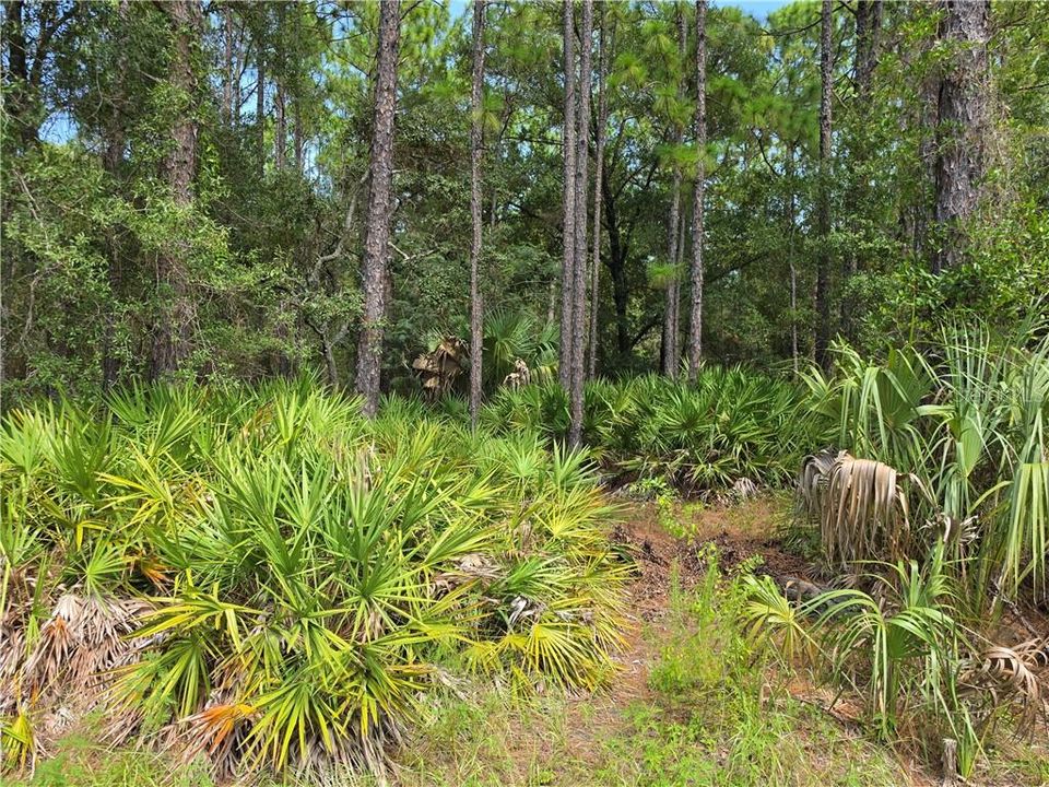 En Venta: $64,950 (1.25 acres)