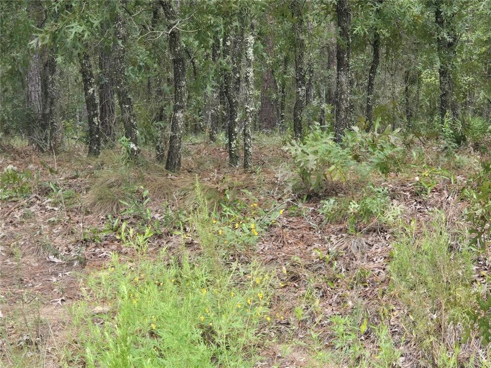 合同活跃: $77,900 (1.16 acres)