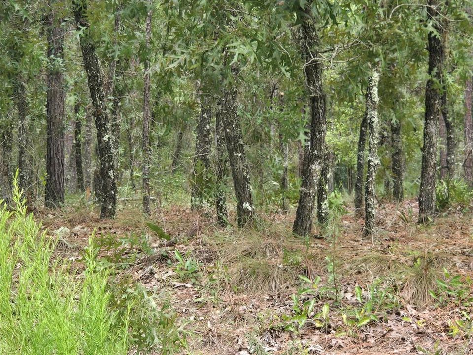 合同活跃: $77,900 (1.16 acres)
