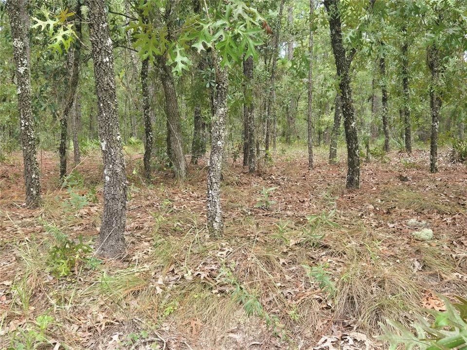合同活跃: $77,900 (1.16 acres)
