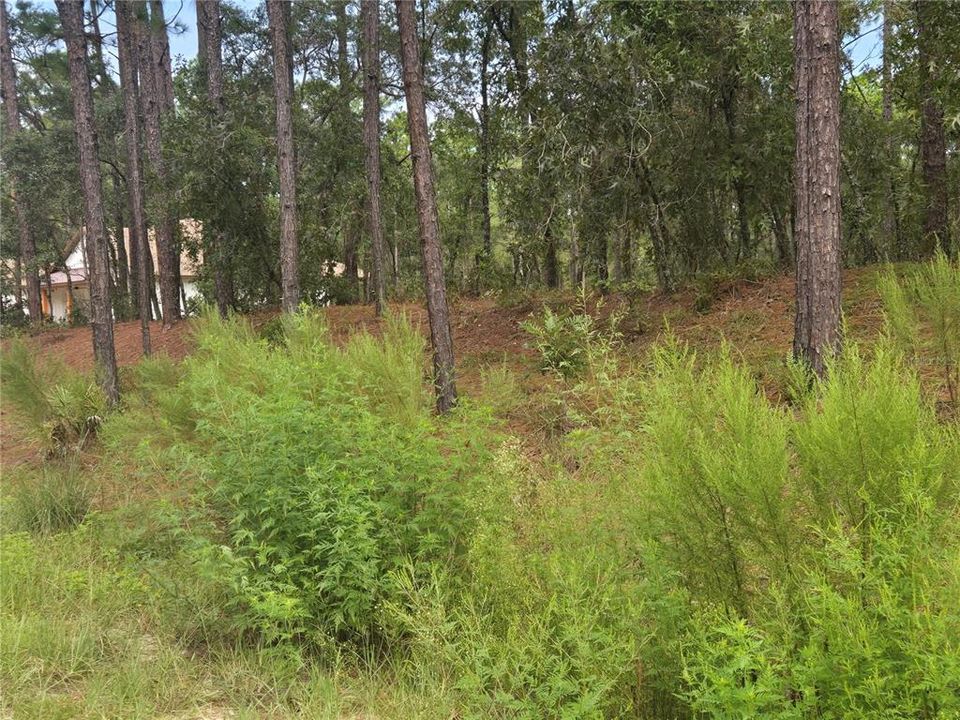 合同活跃: $77,900 (1.16 acres)
