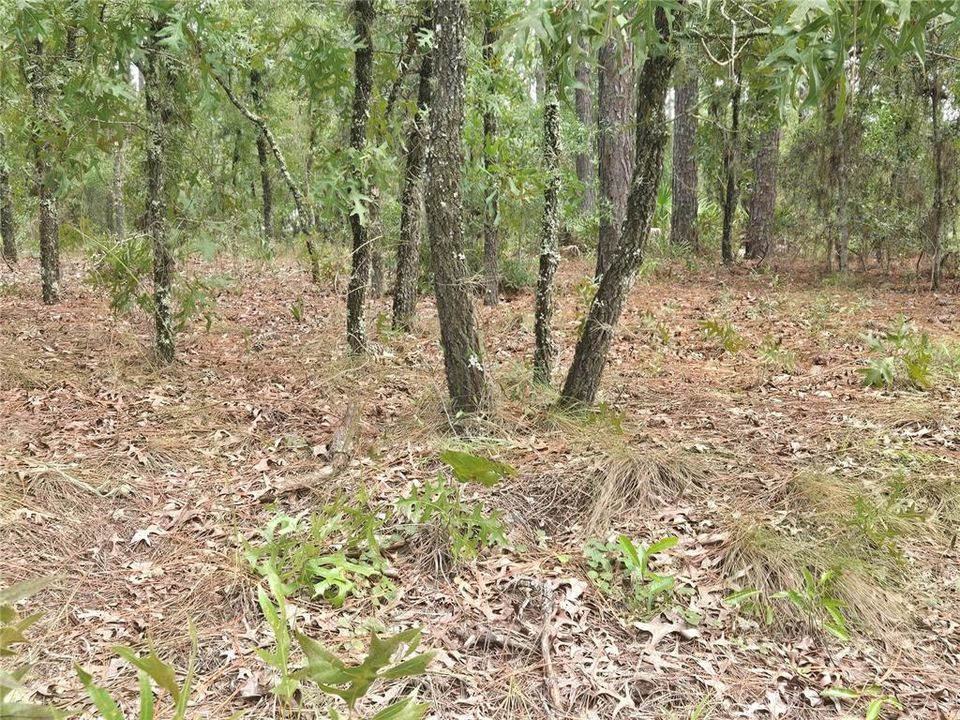 合同活跃: $77,900 (1.16 acres)