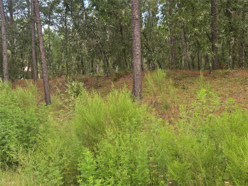 合同活跃: $77,900 (1.16 acres)