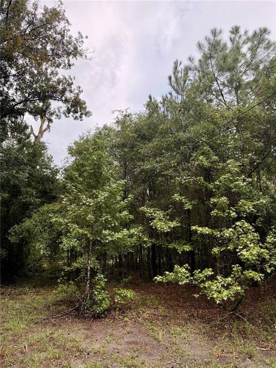 For Sale: $289,000 (5.11 acres)