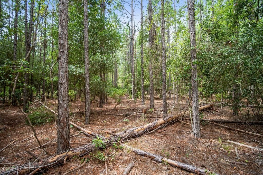 For Sale: $270,000 (15.64 acres)