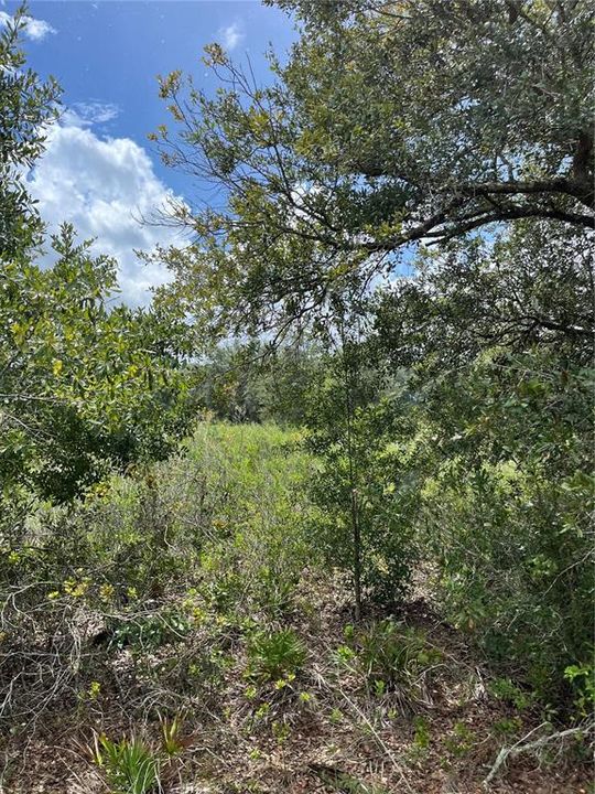 待售: $42,000 (1.25 acres)
