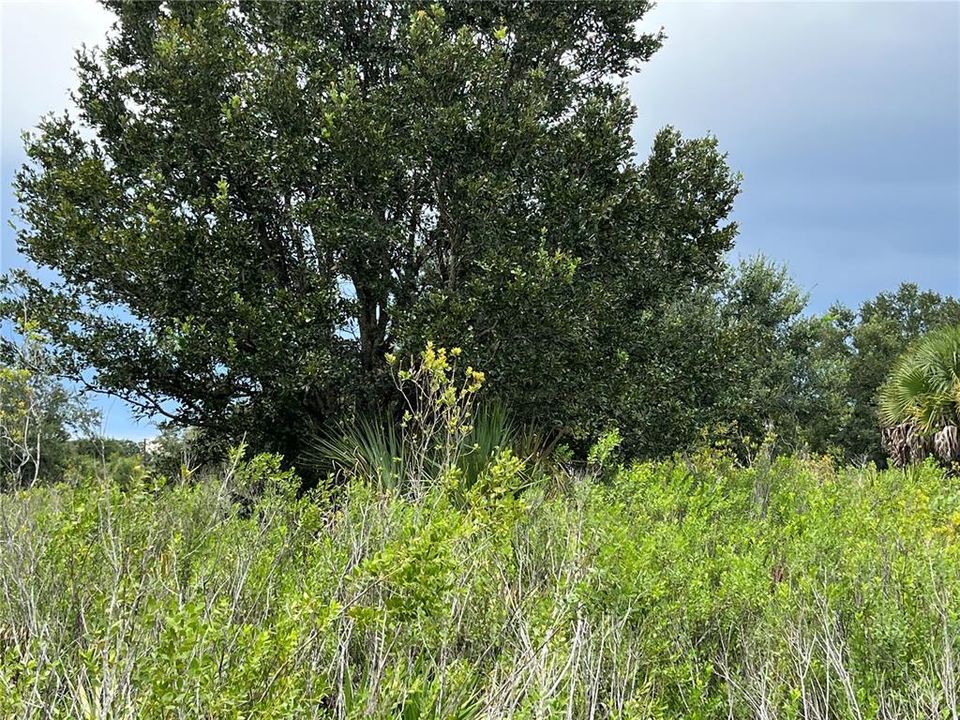 待售: $42,000 (1.25 acres)