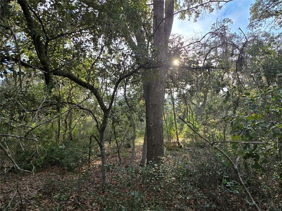 En Venta: $24,990 (0.26 acres)