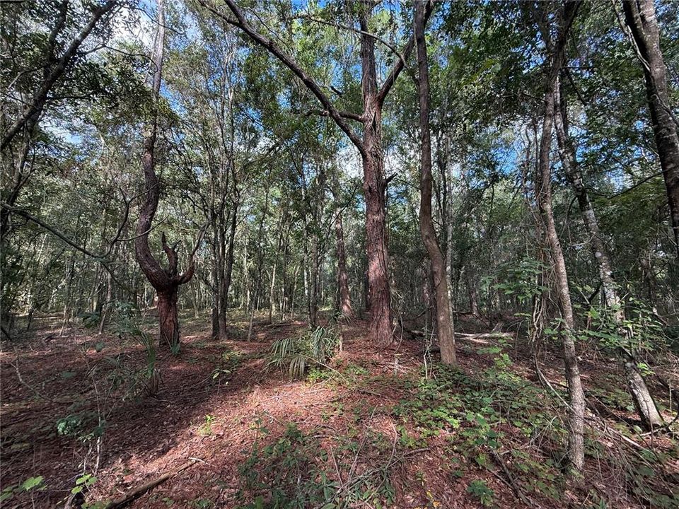 待售: $90,000 (2.28 acres)
