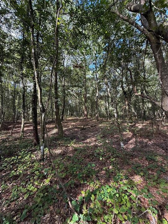 待售: $90,000 (2.28 acres)