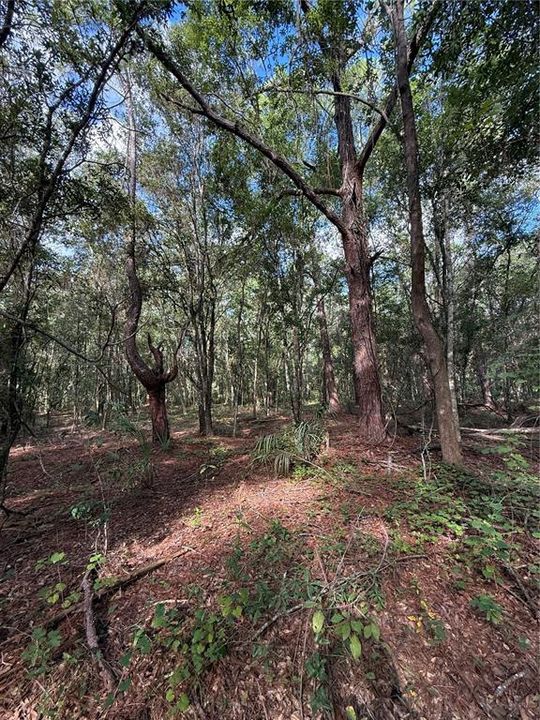待售: $90,000 (2.28 acres)