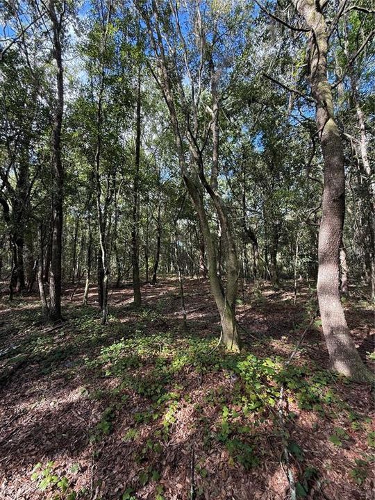 待售: $90,000 (2.28 acres)