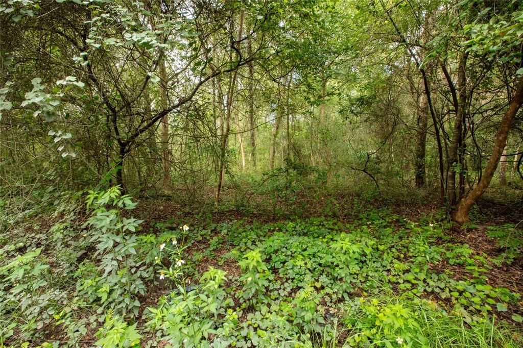待售: $20,000 (0.69 acres)