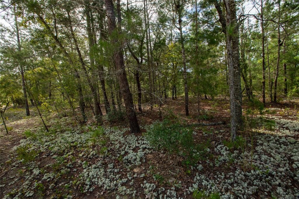 На продажу: $20,000 (0.72 acres)