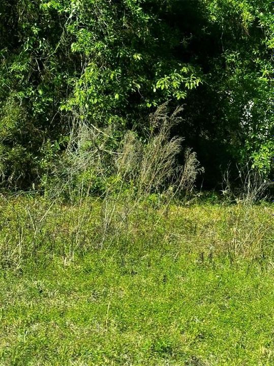 На продажу: $21,950 (0.24 acres)