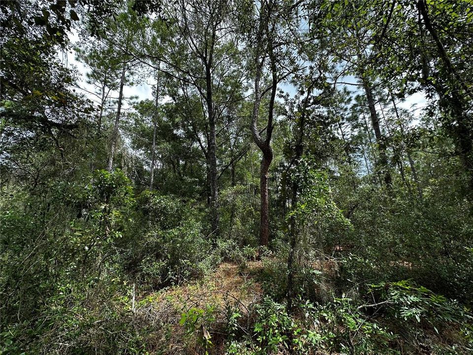 En Venta: $10,000 (0.23 acres)
