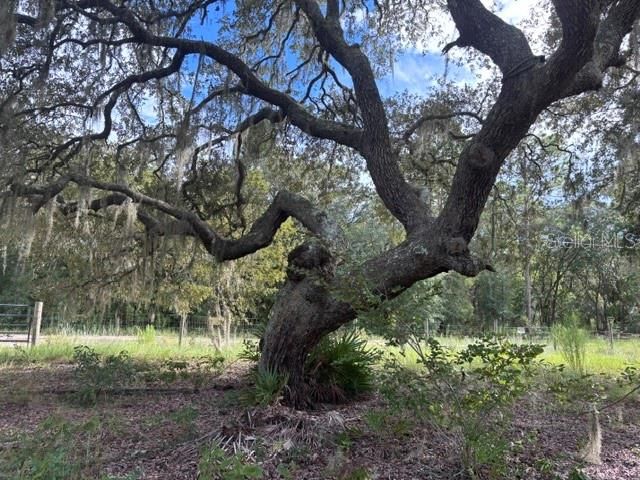 На продажу: $135,000 (3.75 acres)