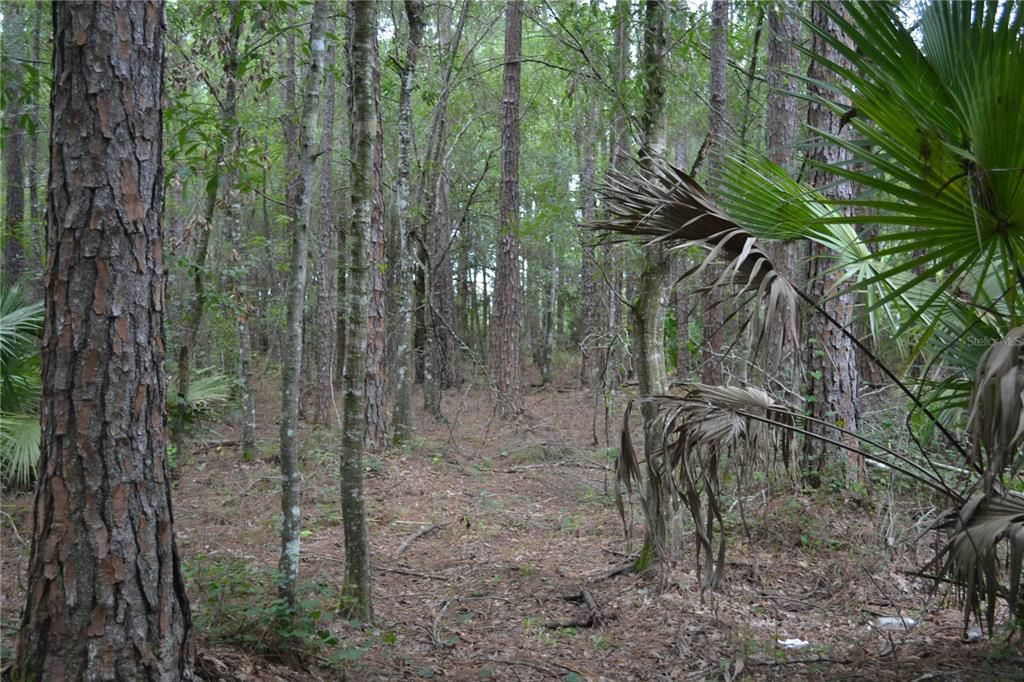 For Sale: $219,900 (8.29 acres)