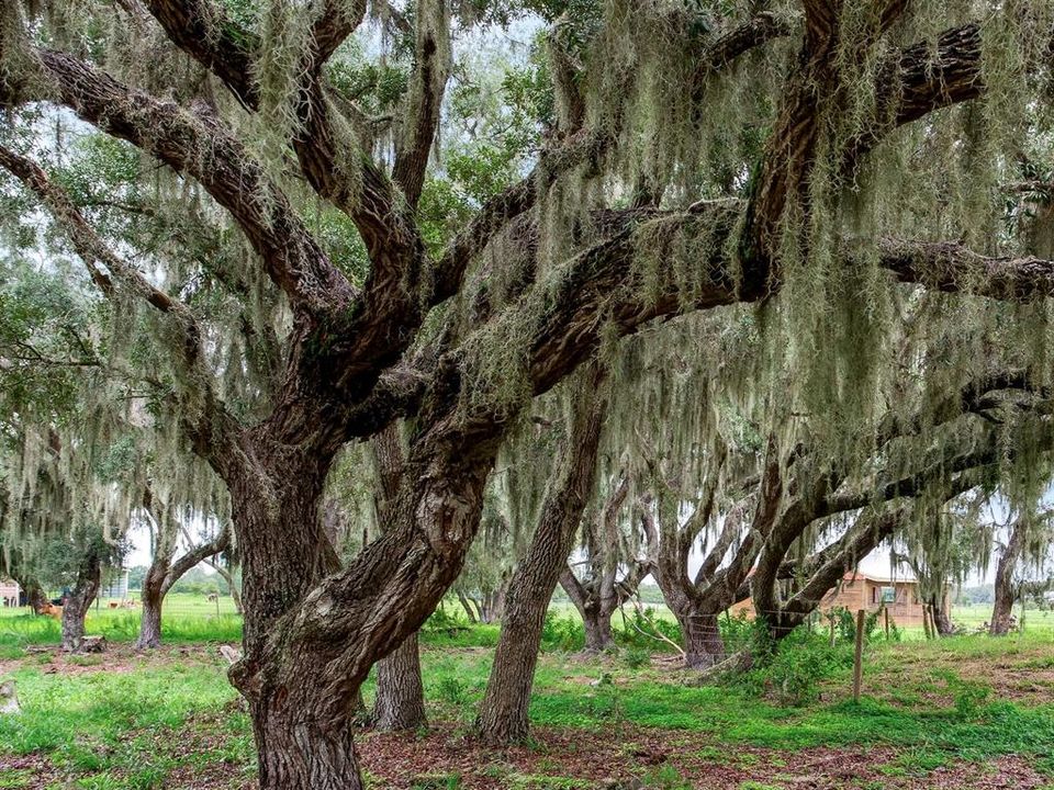 待售: $2,100,000 (114.24 acres)