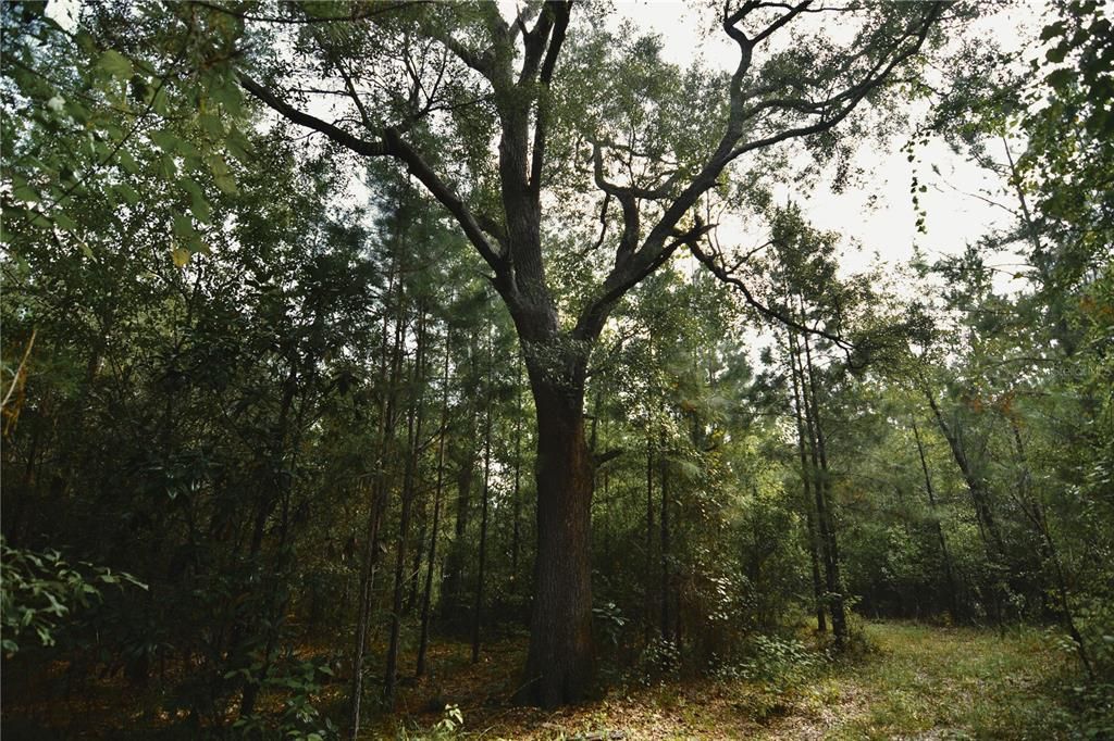 На продажу: $419,999 (87.80 acres)