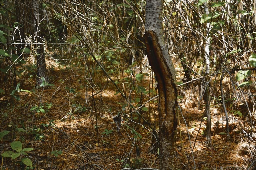 На продажу: $419,999 (87.80 acres)