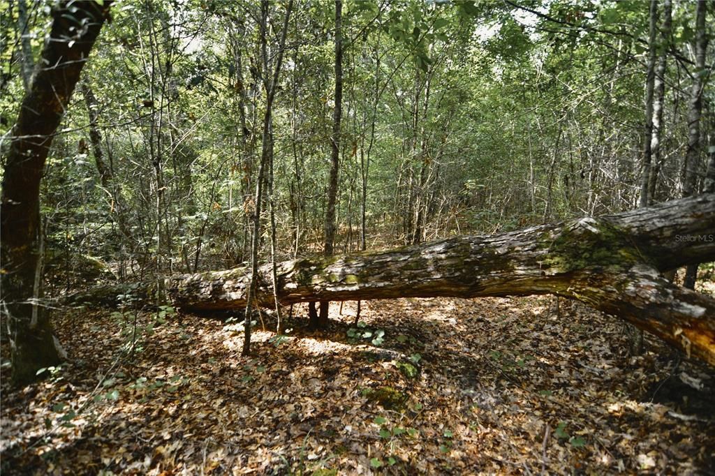 На продажу: $419,999 (87.80 acres)