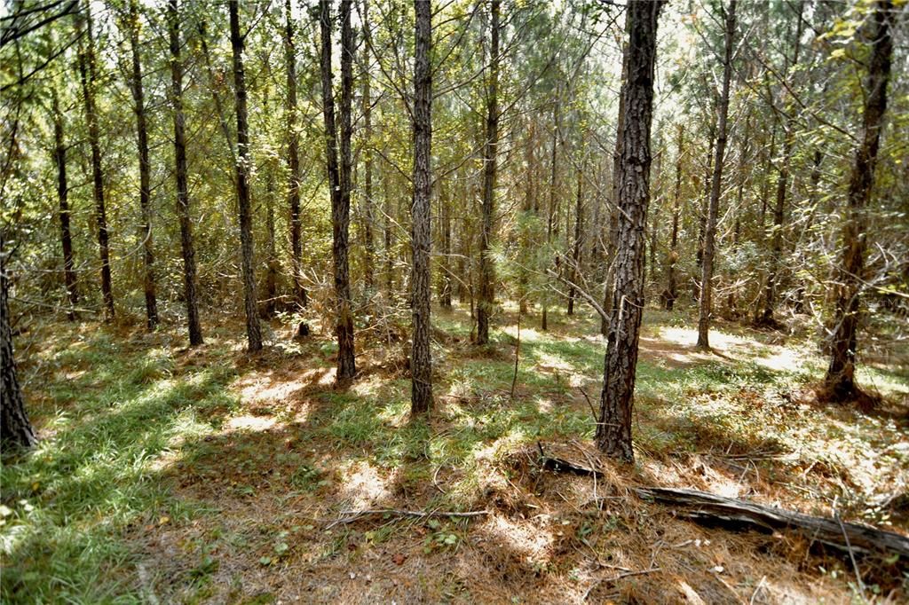 На продажу: $419,999 (87.80 acres)