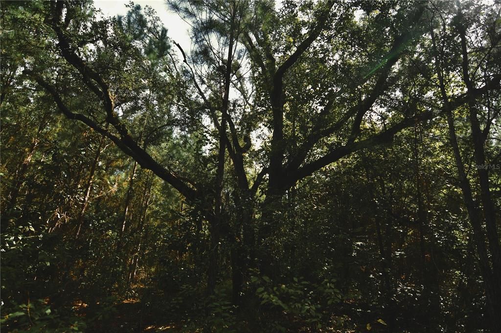 На продажу: $419,999 (87.80 acres)