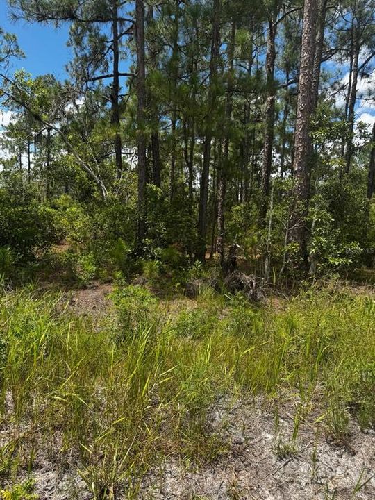 For Sale: $155,000 (3.66 acres)