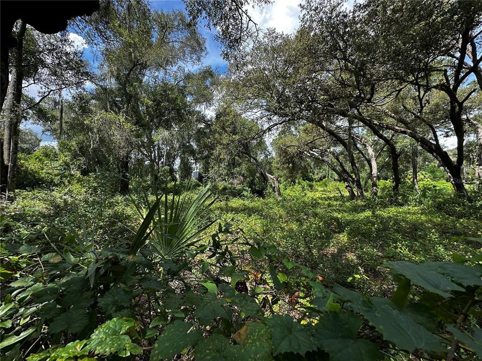 For Sale: $259,000 (3.23 acres)