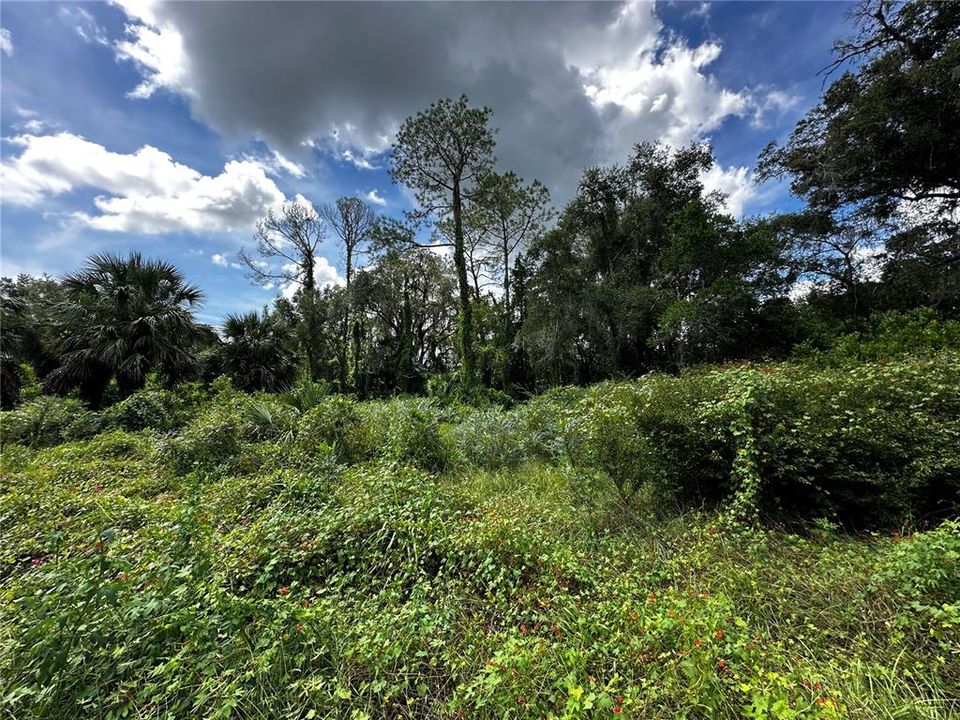 For Sale: $259,000 (3.23 acres)