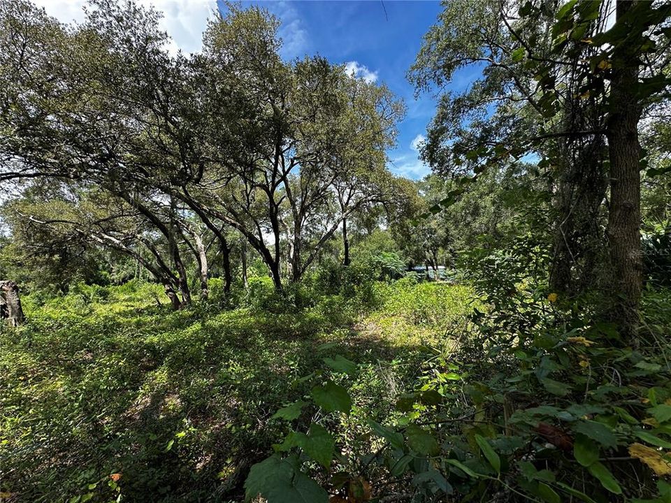 For Sale: $259,000 (3.23 acres)