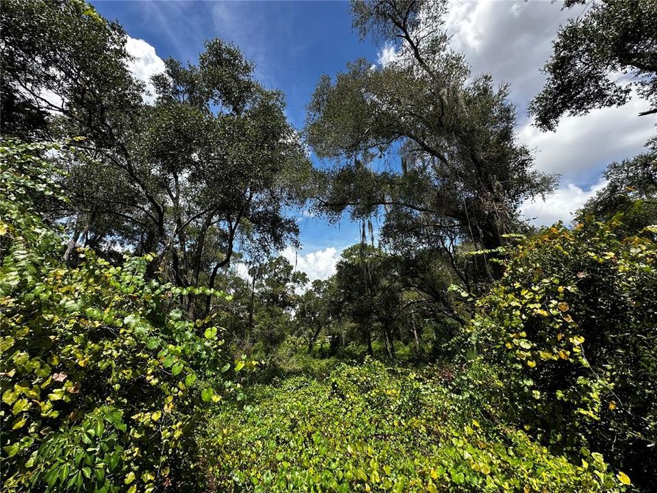 For Sale: $259,000 (3.23 acres)