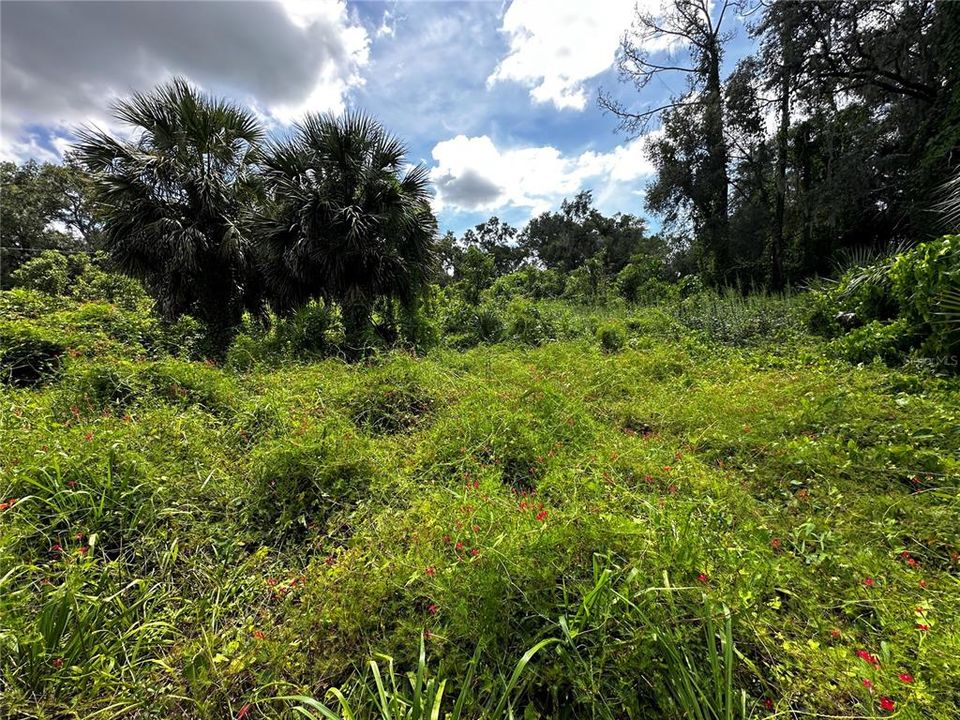 For Sale: $259,000 (3.23 acres)