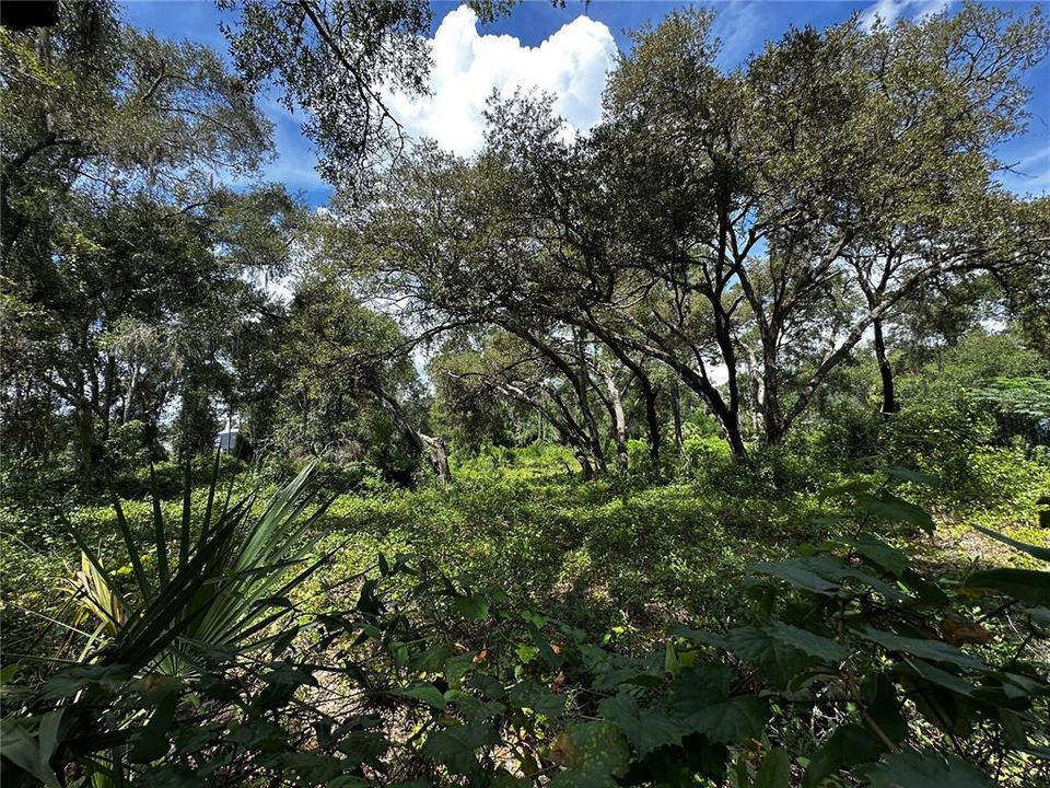 For Sale: $259,000 (3.23 acres)