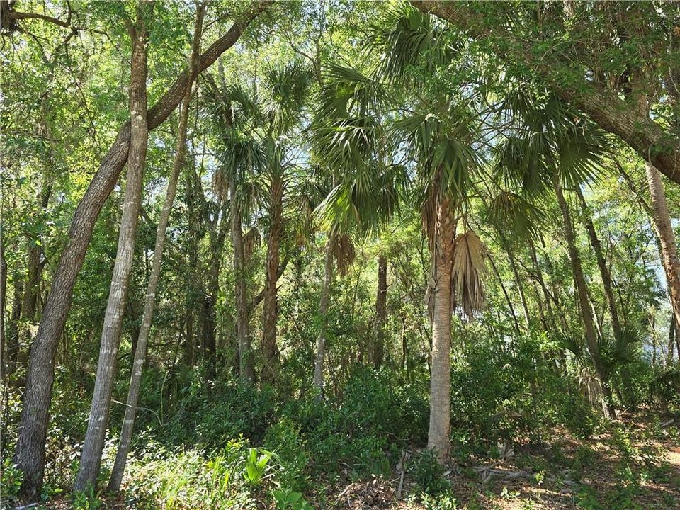 En Venta: $19,500 (0.24 acres)
