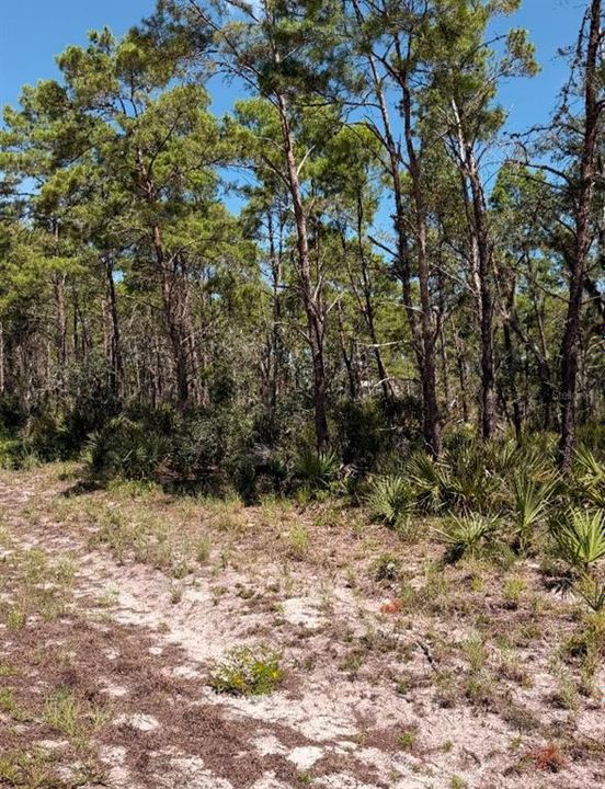 For Sale: $23,500 (0.23 acres)