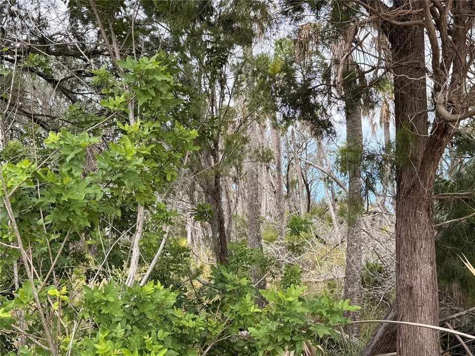 For Sale: $13,000 (0.23 acres)