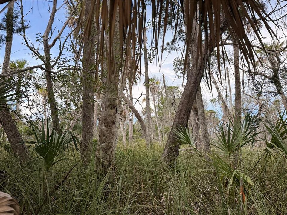 For Sale: $13,000 (0.23 acres)