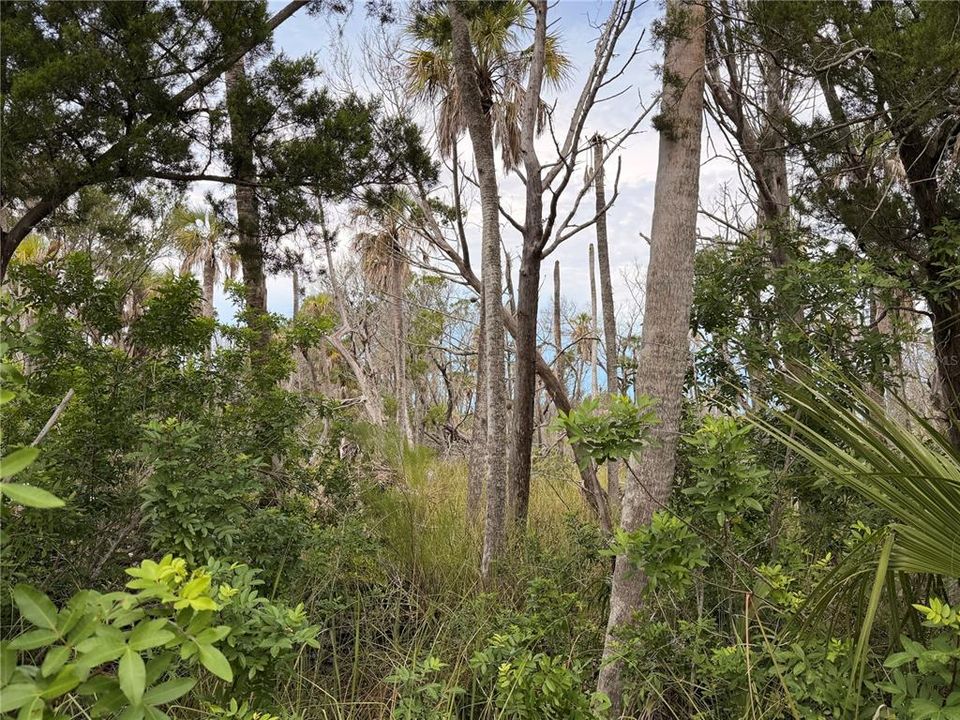 For Sale: $13,000 (0.23 acres)