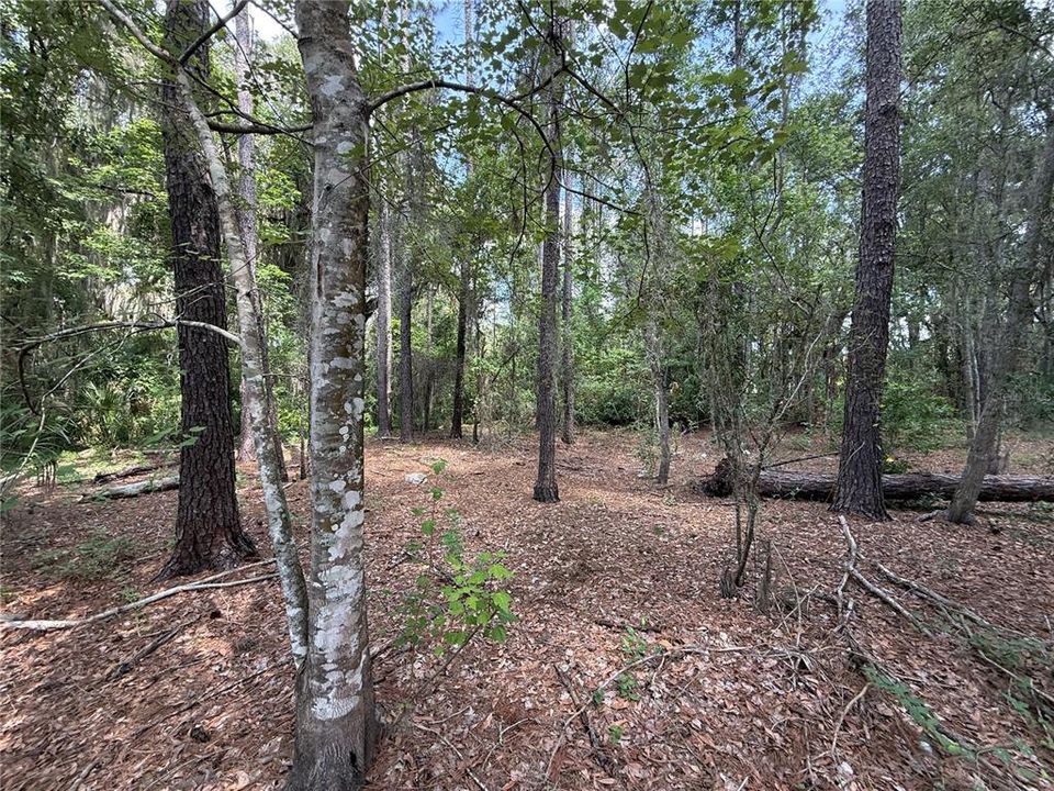 En Venta: $1,000 (2.61 acres)