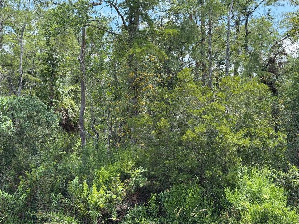 待售: $80,000 (1.19 acres)