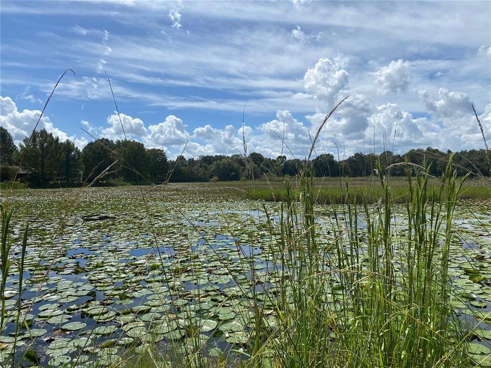 For Sale: $49,000 (0.79 acres)