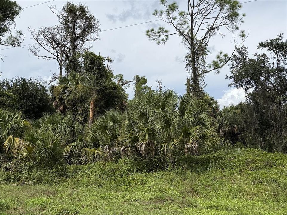 For Sale: $14,500 (0.25 acres)