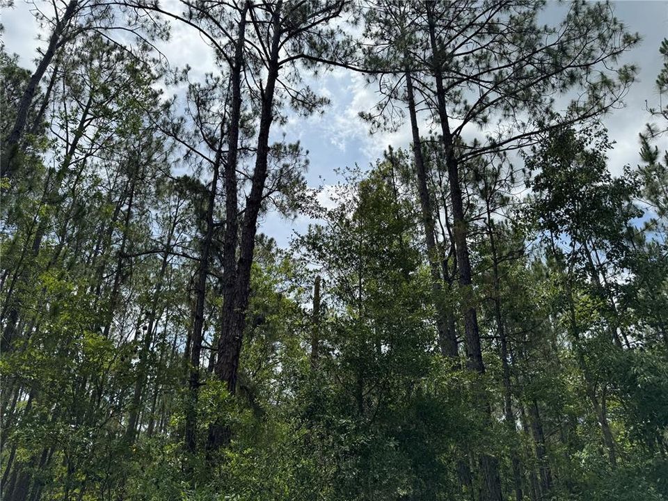 For Sale: $63,000 (0.57 acres)
