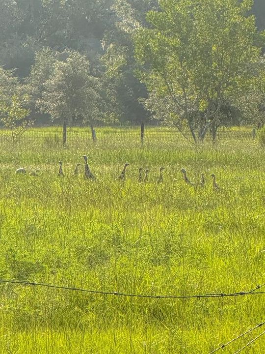 На продажу: $750,000 (29.87 acres)