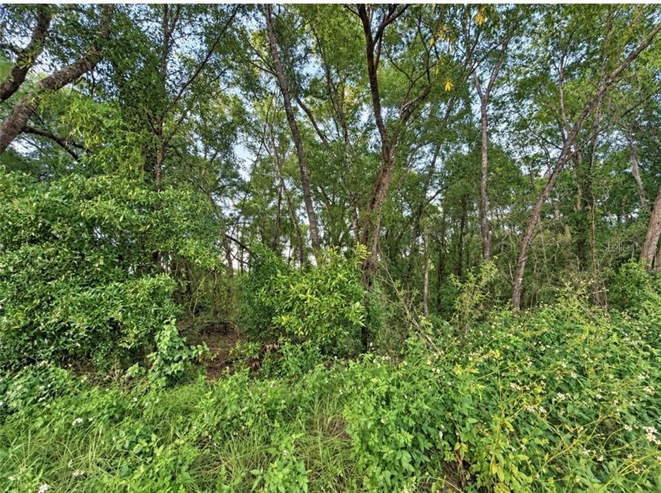 На продажу: $60,000 (1.71 acres)