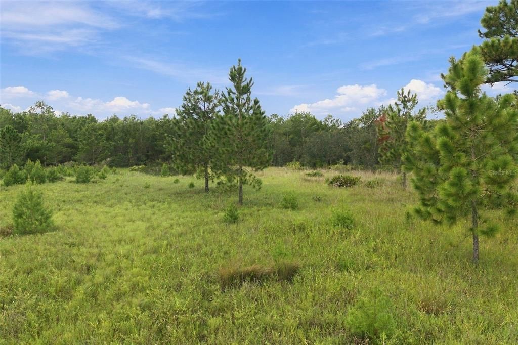 待售: $1,500,000 (36.60 acres)